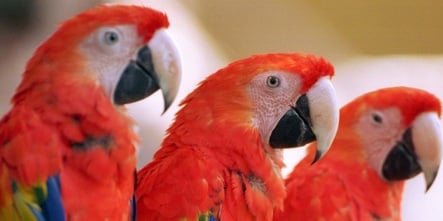 Fake match-maker for depressed parrots stole and sold birds