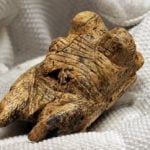 Stone Age ‘Venus’ sets scientific hearts aflutter