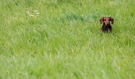 Digging into the great dachshund decline