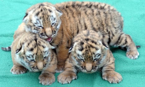 Court convicts Magdeburg Zoo workers for killing tiger cubs