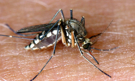 Insect experts see impending mosquito plague