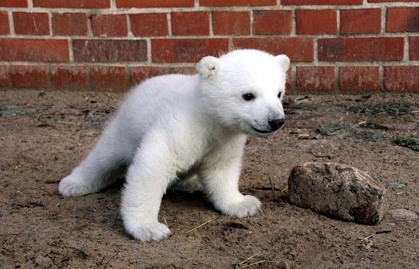 RIP: Knut the polar bear
