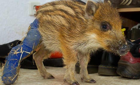 Baby boar with broken leg saved
