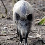 Poor boar injures four in Berlin