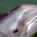 Wind park building noise ‘can kill porpoises’