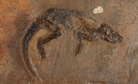 Fossil-hunter finds ancient hedgehog