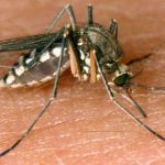 Experts warn mosquito plague to follow floods