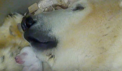 Delight as Munich zoo polar bear has twins