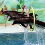 TUI dolphin show ban is for Germans only