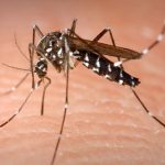 Experts fear mild weather mosquito swarm