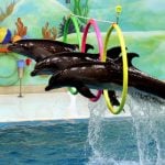 TUI cancels all dolphin and orca show trips