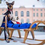 Dog tax hits Berlin tourists