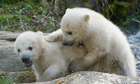 Nobby and Nela - Munich names polar bear cubs