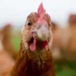 ‘Free range’ chicken farmer tricks customers