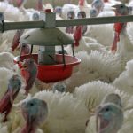 Vets gas 31,000 turkeys to stop flu spread