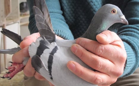 Reward offered for €150k homing pigeon