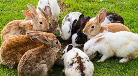 Police find 104 rabbits in Stuttgart flat