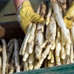 <b>Asparagus</b> - Before too long you won't be able to order a single dish in a restaurant or walk into a supermarket without being bombarded with asparagus. Maybe it's time to see why the Germans are so crazy about the stuff?Photo: DPA