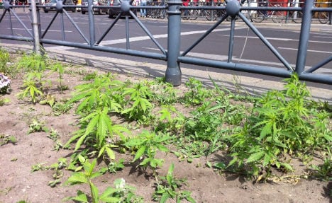Police seize weed growing at Berlin station