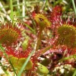 <b>Common sundew</b> - This carnivorous plant is a species of sundew which grows in fens and marches. The plant, which is seriously endangered in Germany, uses its bright colourful leaves, covered in mucilage to attract and trap insects which it then feeds on.Photo: Wikimedia Commons