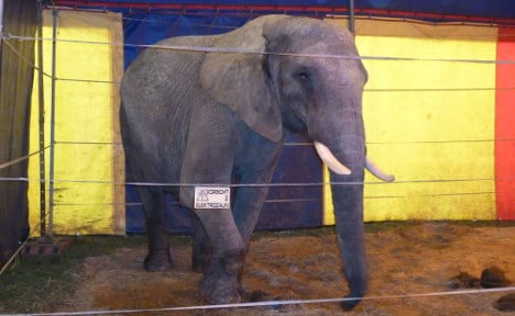 Circus owner: activists freed killer elephant