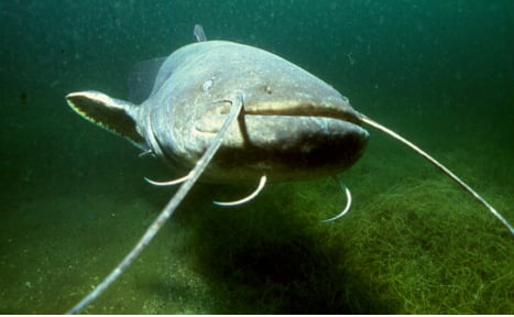 Giant 2-metre catfish attacks woman in Bavarian lake