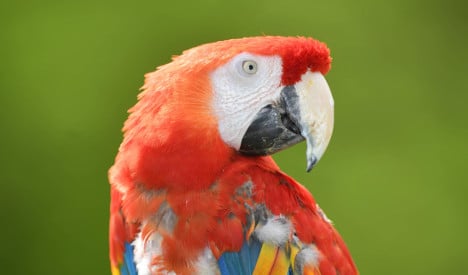 Worried neighbours alert police to parrot’s cry for help