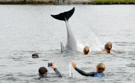 ‘Lonely’ dolphin befriends local children in Baltic Sea
