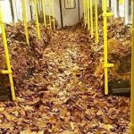 U-Bahn train found filled with autumn foliage in Berlin
