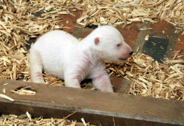 Watch Berlin polar bear cub’s adorable first attempts to walk