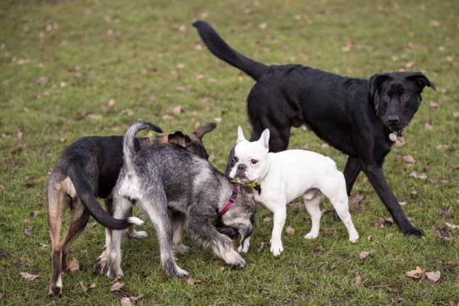German court can't bear to separate dogs after owners' divorce