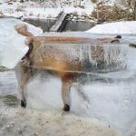 How this frozen fox became a grim winter warning