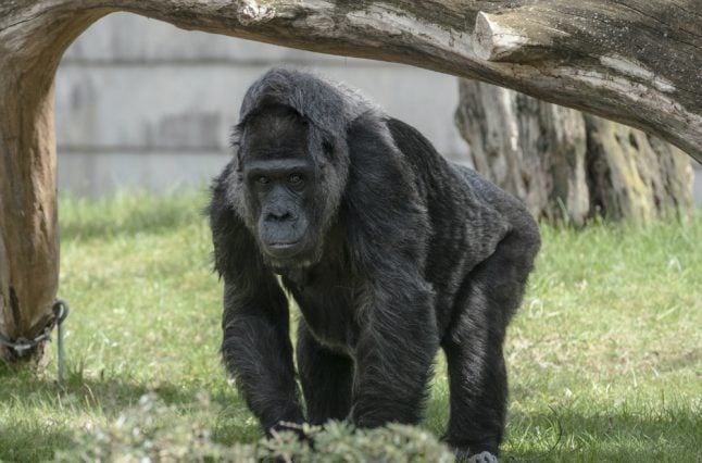 Europe’s oldest gorilla celebrates 60th birthday in Berlin