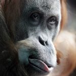 German researchers find out apes can tell when humans are wrong