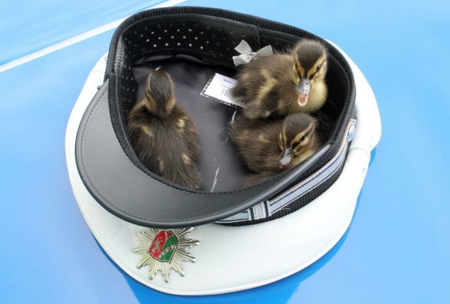 Police save ducklings from busy Autobahn using officer’s hat