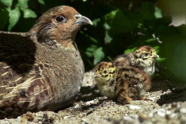 Number of partridges, other birds have dropped by 80 percent: report