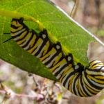 German study casts doubt on ‘plastic digesting’ caterpillars