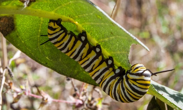 German study casts doubt on ‘plastic digesting’ caterpillars