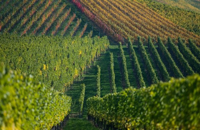 Mystery surrounds 11-year-old found tied up in south German vineyard