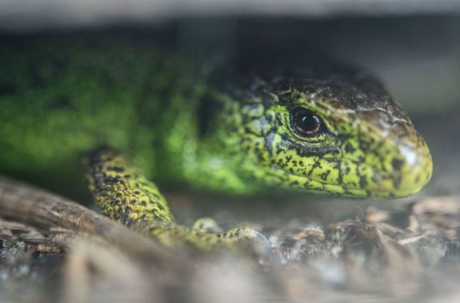 How rare lizards are holding up Stuttgart’s fancy new rail system, at a cost of millions