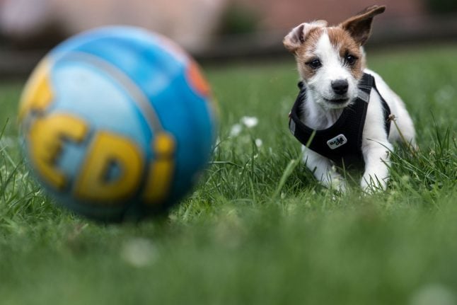Why did Berlin dog owners pay over €11 million in ‘dog tax’ last year?