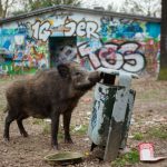 ‘No longer fearful’: how wild boars are thriving in Berlin