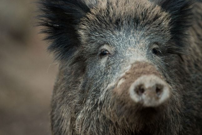 Farmers call for killing of 70 percent of Germany’s wild boar population