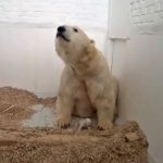 Berlin mourns sudden death of month-old polar bear cub