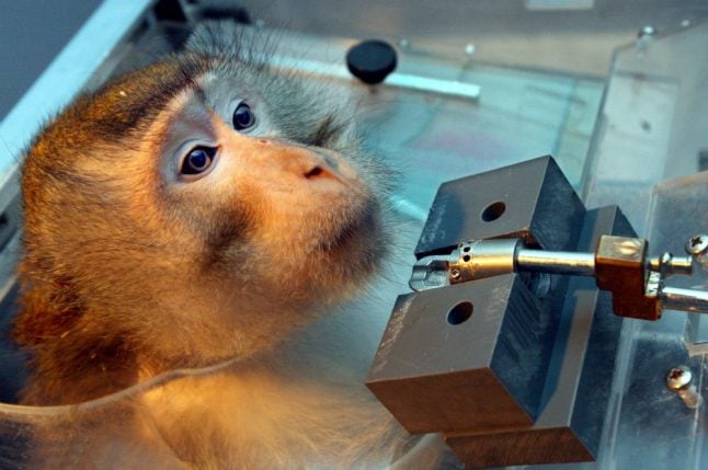 Prosecutors in Tübingen seek to fine scientists over monkey experiments