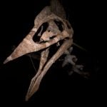 World’s largest pterodactyl skeleton goes on show in Germany