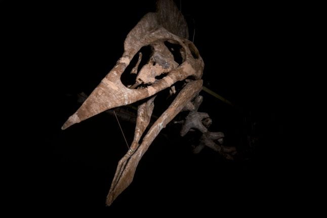 World’s largest pterodactyl skeleton goes on show in Germany
