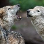 What to know about the growing wolf population debate in Germany