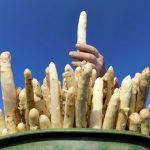 IN PICS: Asparagus season is in full swing across Germany