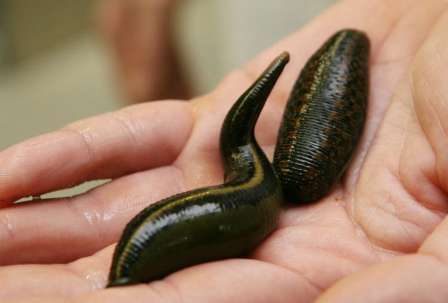 21 endangered leeches confiscated from traveller at Hamburg Airport